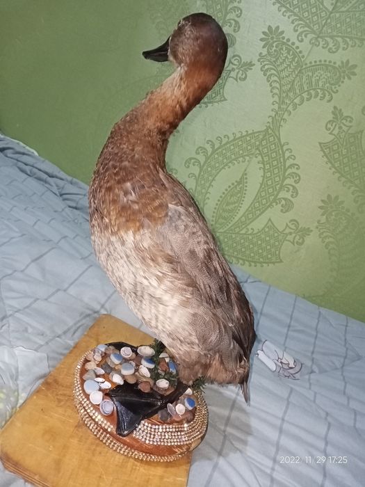 Продаю красно головый нырок чучело