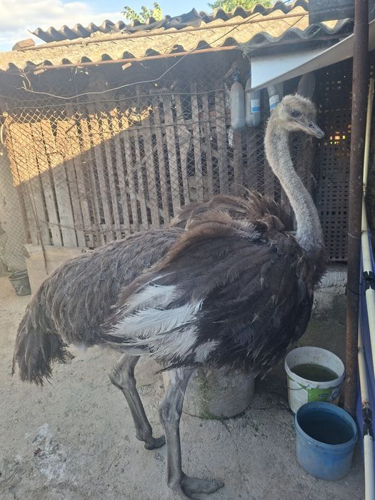 Vând struț femela 1 an