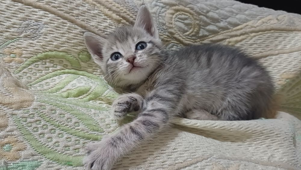 Котенок девочка 1,5 мес
