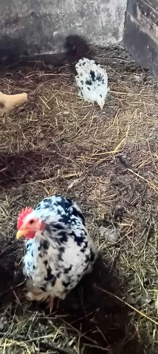 Vând pui Cochinchina pitic