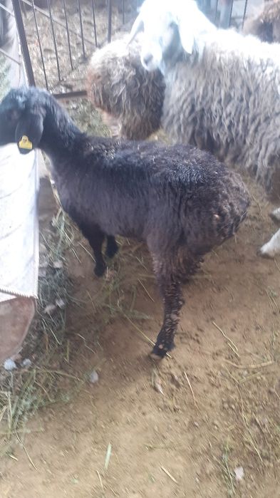 Қой сатылыды семіз тоқты