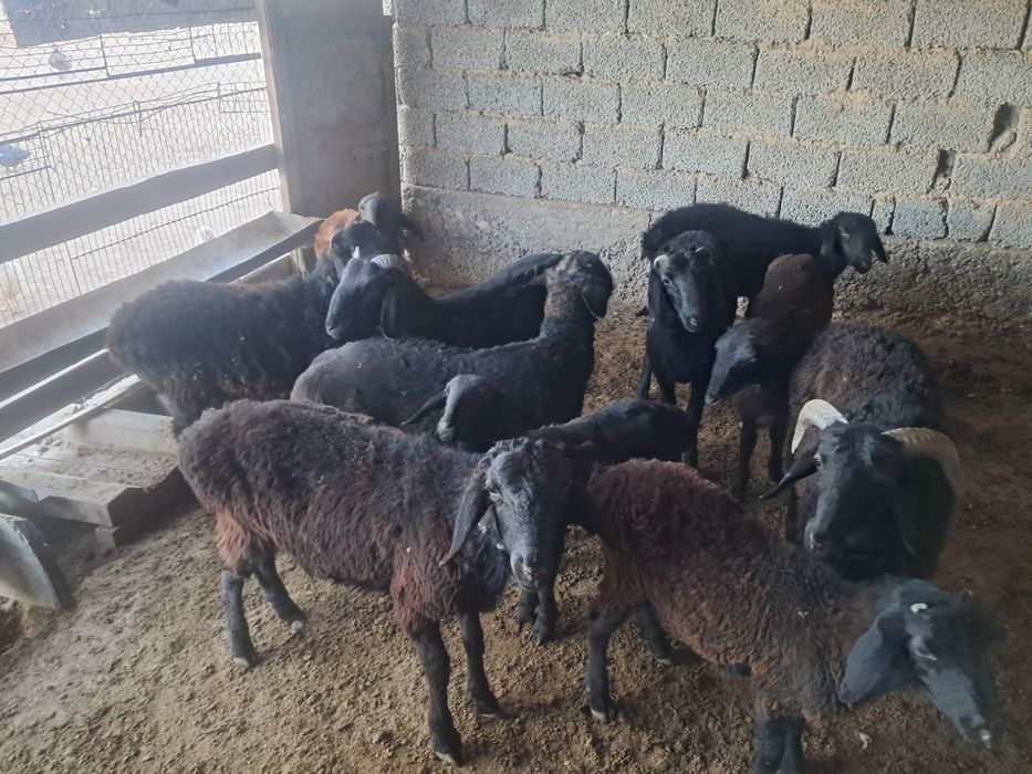 Еркек мал сатылады