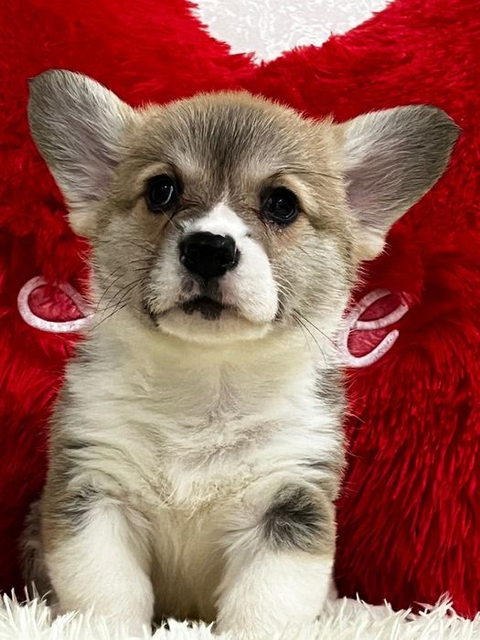 Щеночки вельш корги