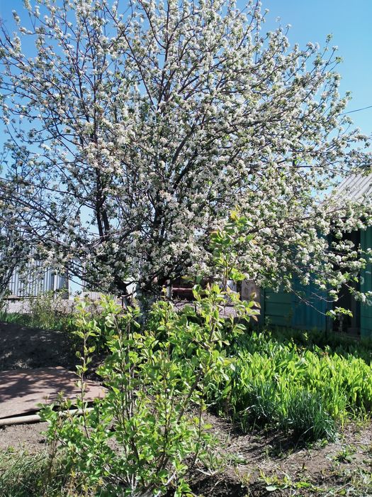 Продам дачу в черте города