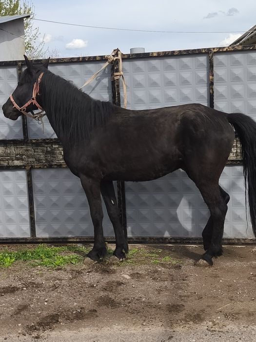 Айгыр. Жеребец 7 лет.