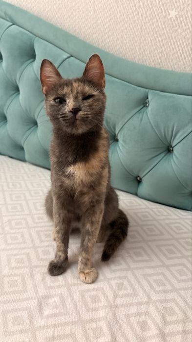 Котенок ищет дом! Срочно!