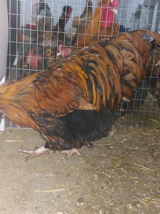 Продам семейку оргпингтона