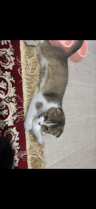 Котенок мальчикк
