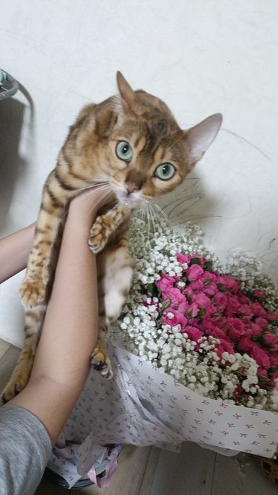 Ищем бенгалького кота !!!