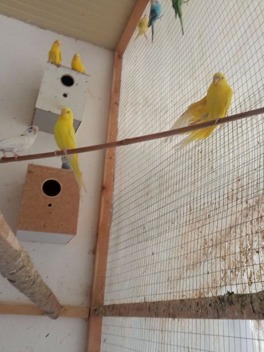 toʻti bolari onasi tuxum qoʻyadi par