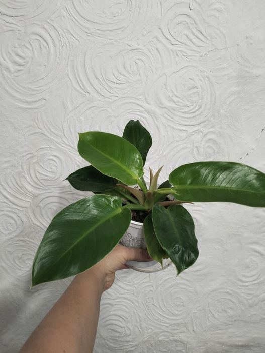 Комнатные растения.