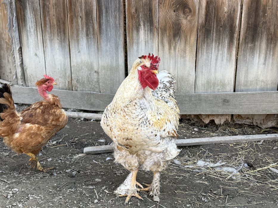 Vand Cocoș de casă