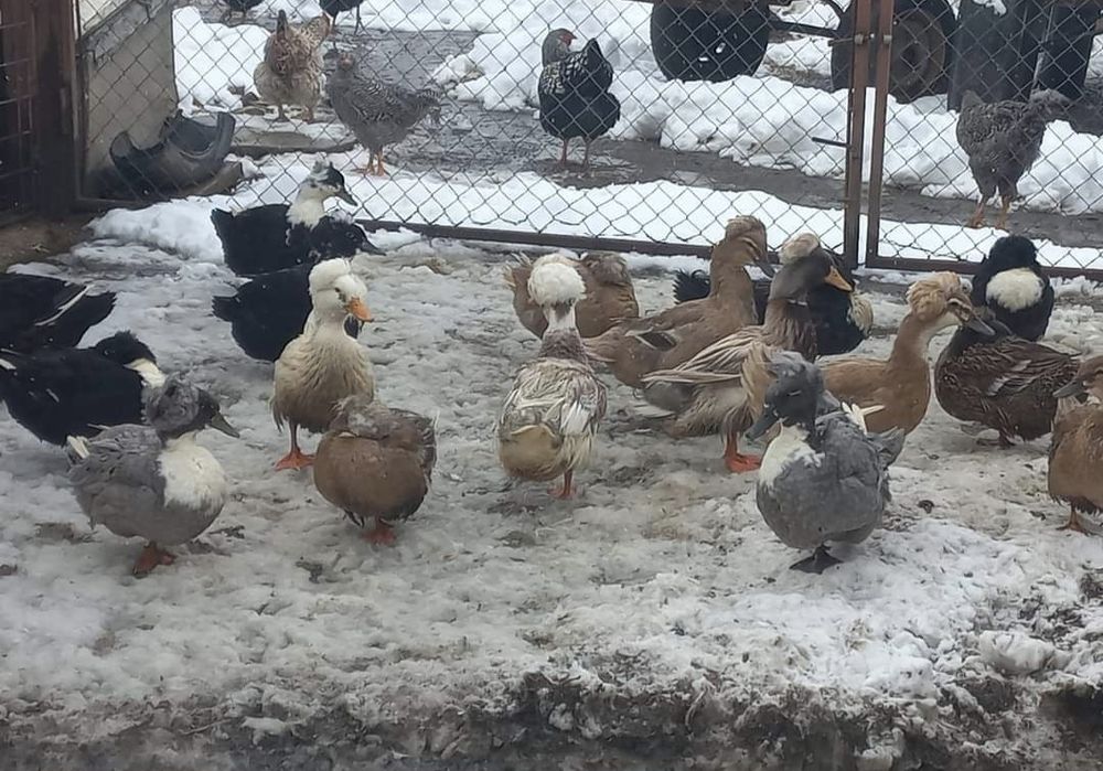 Ouă de rață românească cu moț