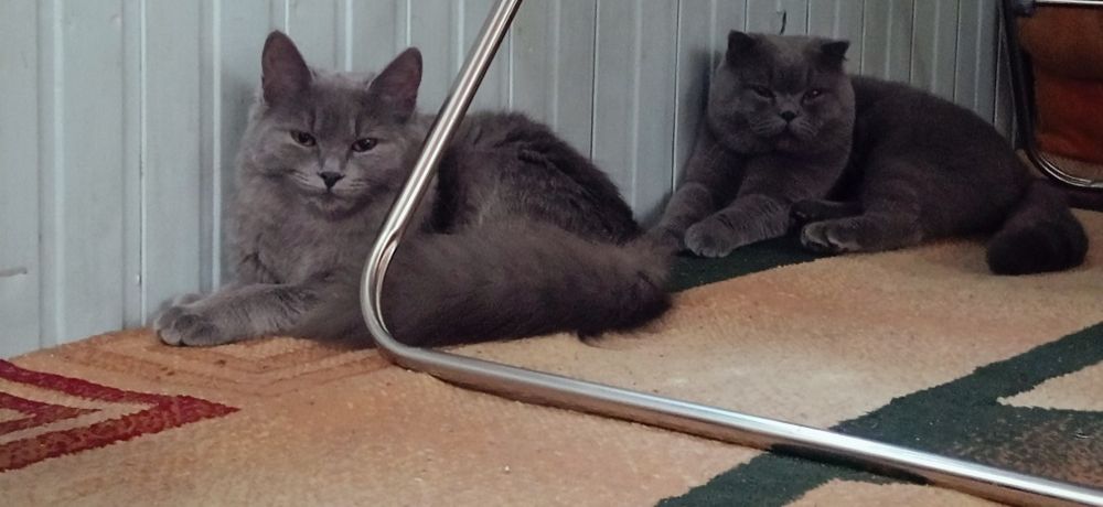 Zotli mushuk bolalari sotiladi
Soni: 3 ta
Yoshi: 2 oylik
Onasi: