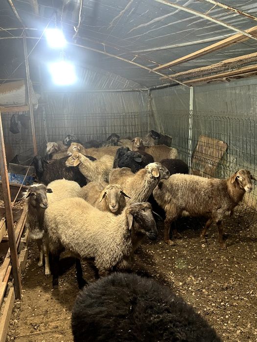 Qoyla sotlad               .