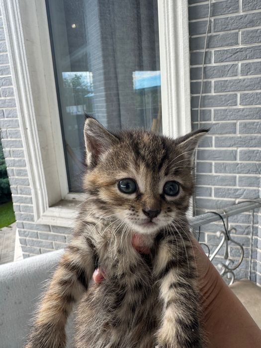 Отдам котят в добрые руки