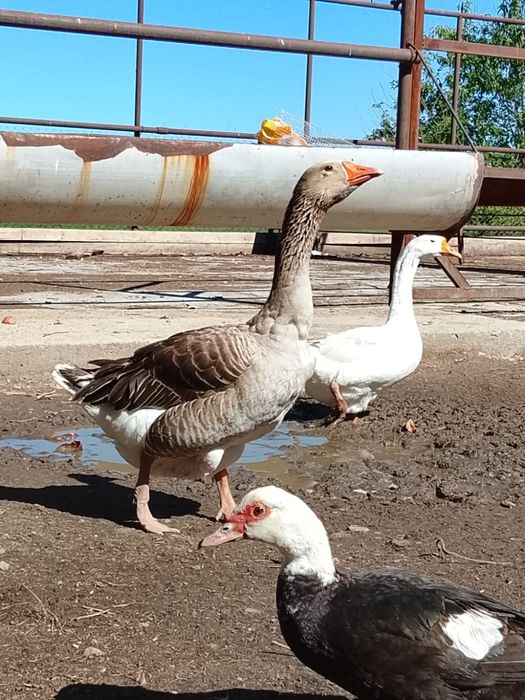 Гуси продам 15000 тг