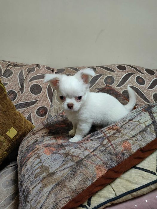 Чихуахуа момченце