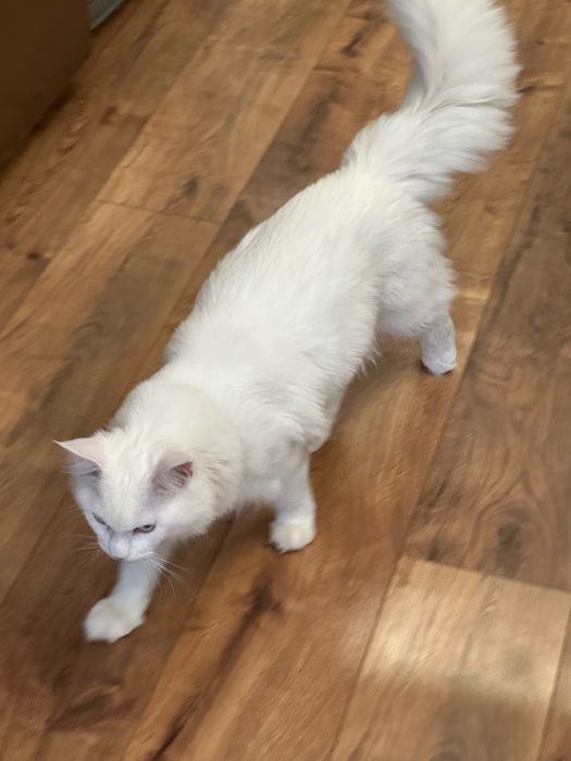 Продам кота мейн-куна.