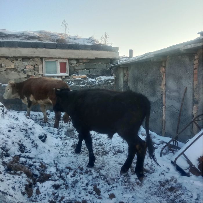 Продаются бычки