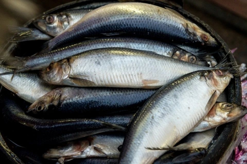 Морская и озерная рыба.