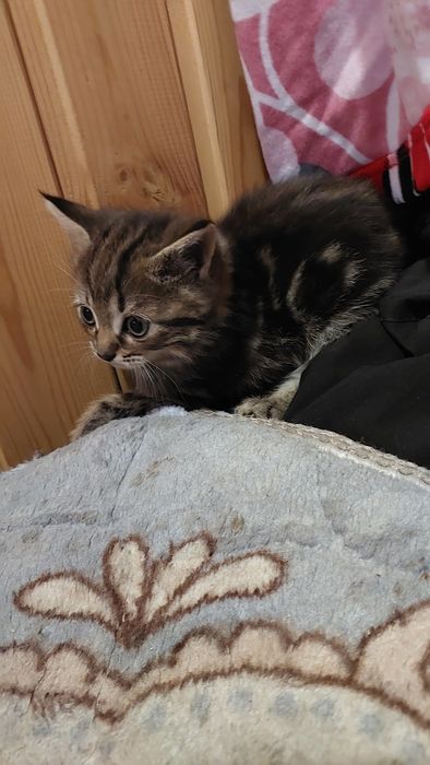 Котята скоттиш страйт