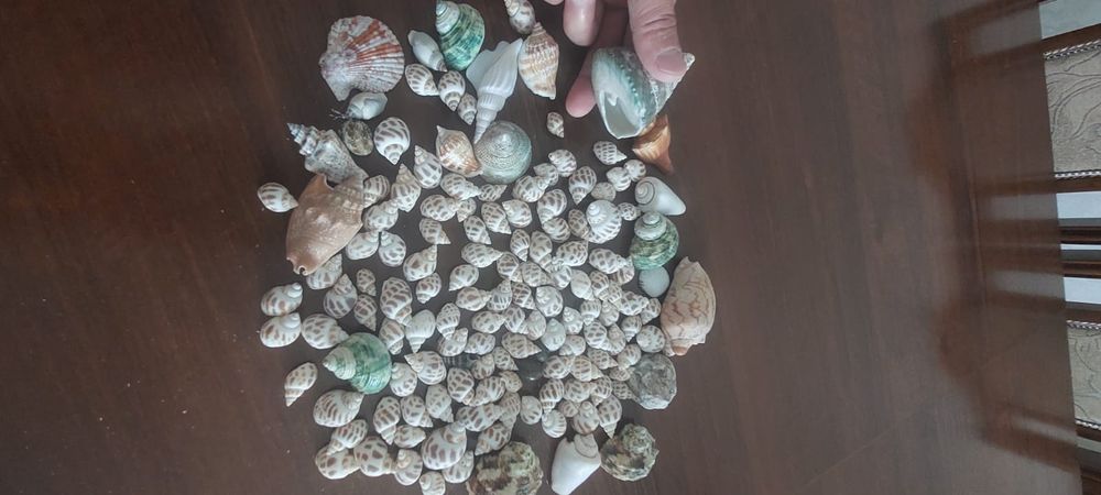 Ракушки для аквариума