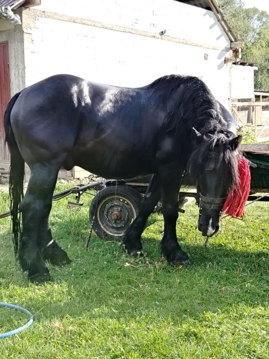 Vând sau schimb cu oi.armasar foarte cuminte și garantat