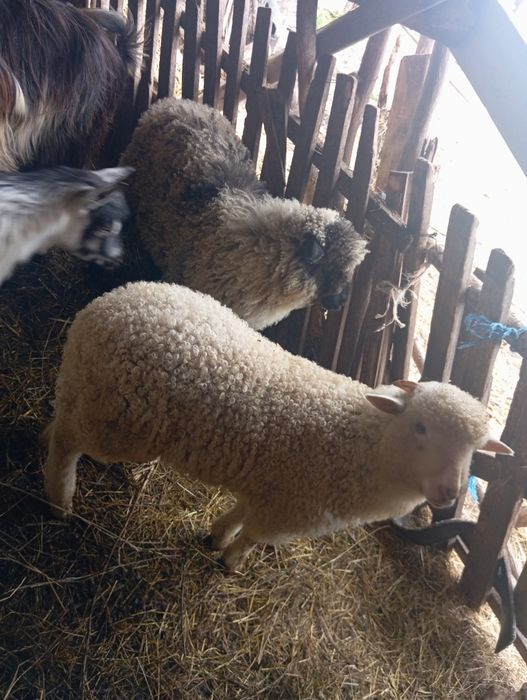 De vânzare doi miei