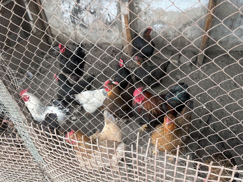 Продам молодые петушки