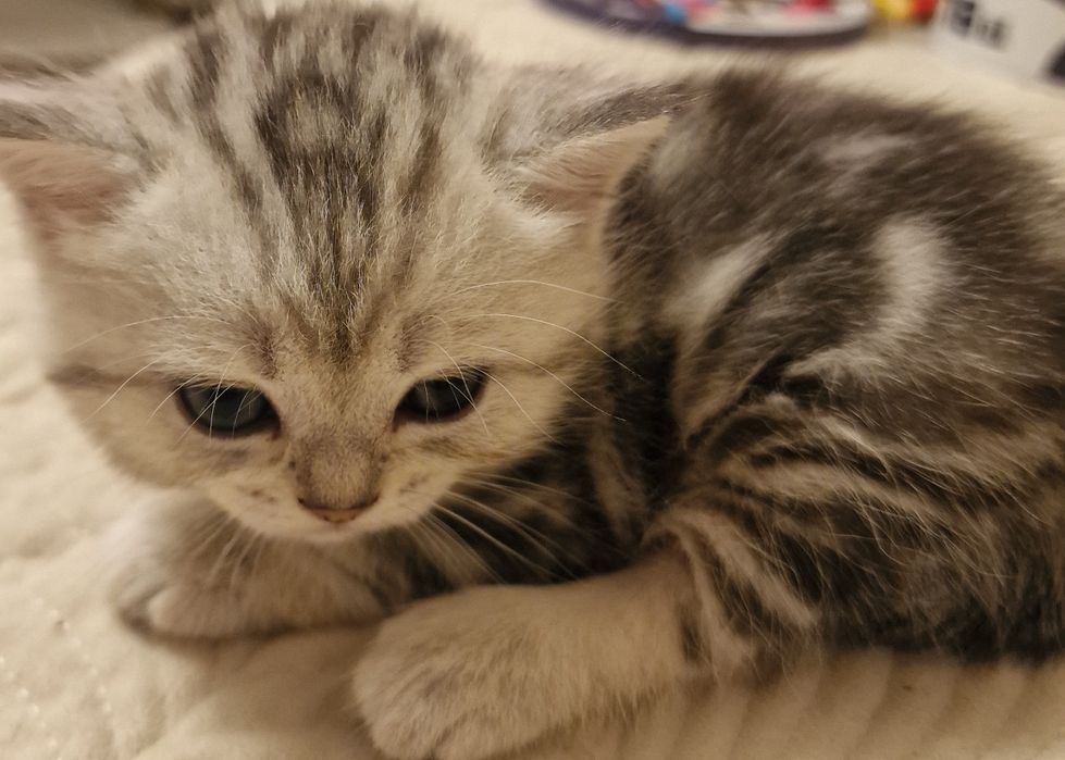 Продаются котятам