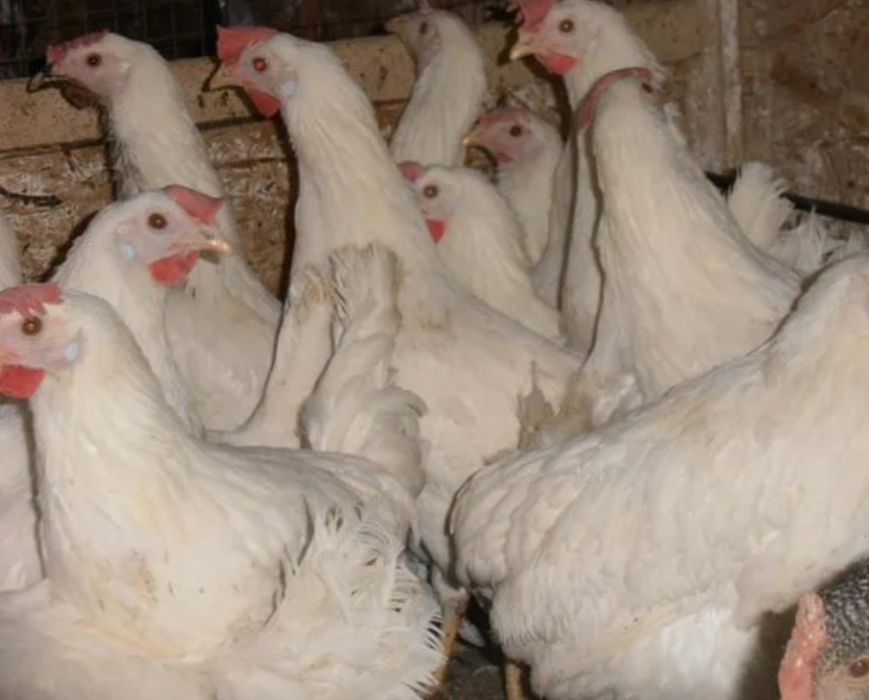 Несушки Доставка