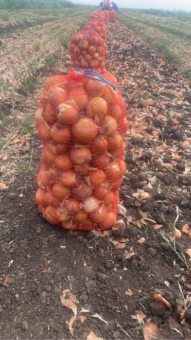 Ceapa de toamna Legend F1