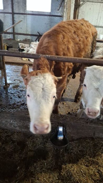 Vitele bălțată romaneasca