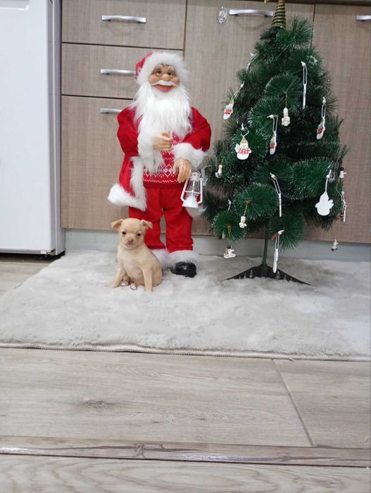 Продавам женски кученца, порода чихупинчер