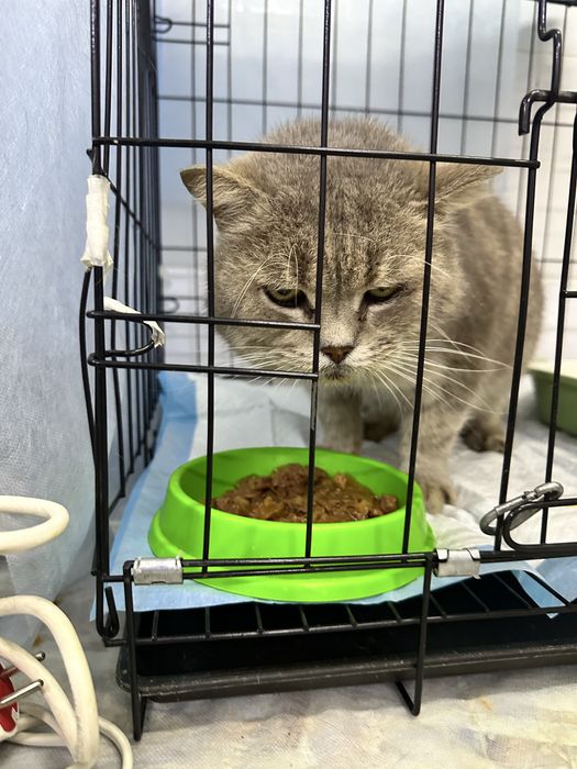 Кот Моисей ищет дом