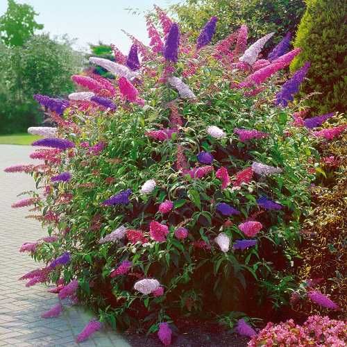 Глициния - прекрасная и душистая лиана