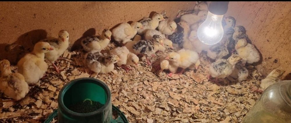 Продам домашних подрощенных индюшат