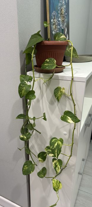 антуриум / мужское счастье