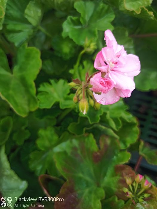 Герань, комнатные цветы