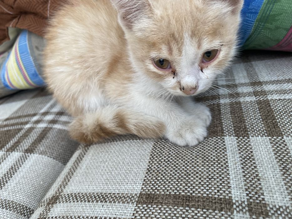 Милые котята ищут новый дом
