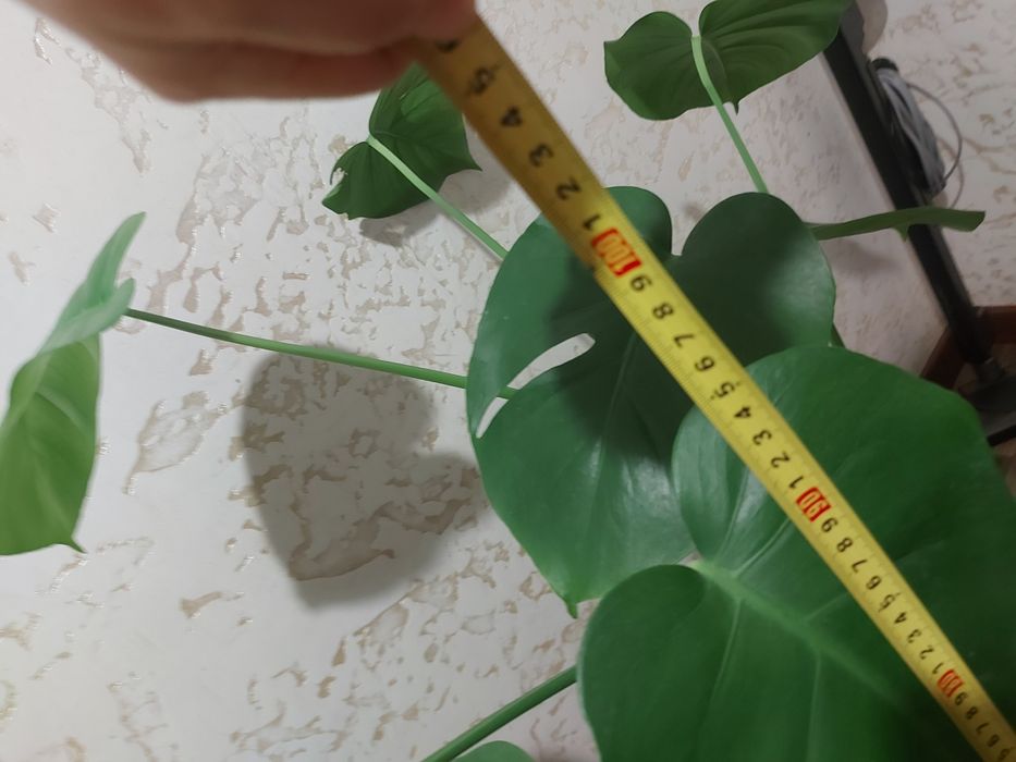 Комнатный цветы монстеру делициоза