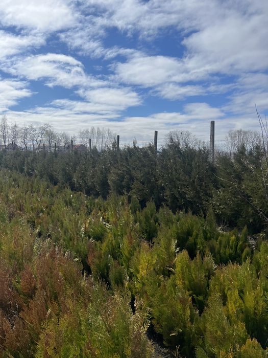 Tuia gard viu la cele mai mici preturi de pe piata