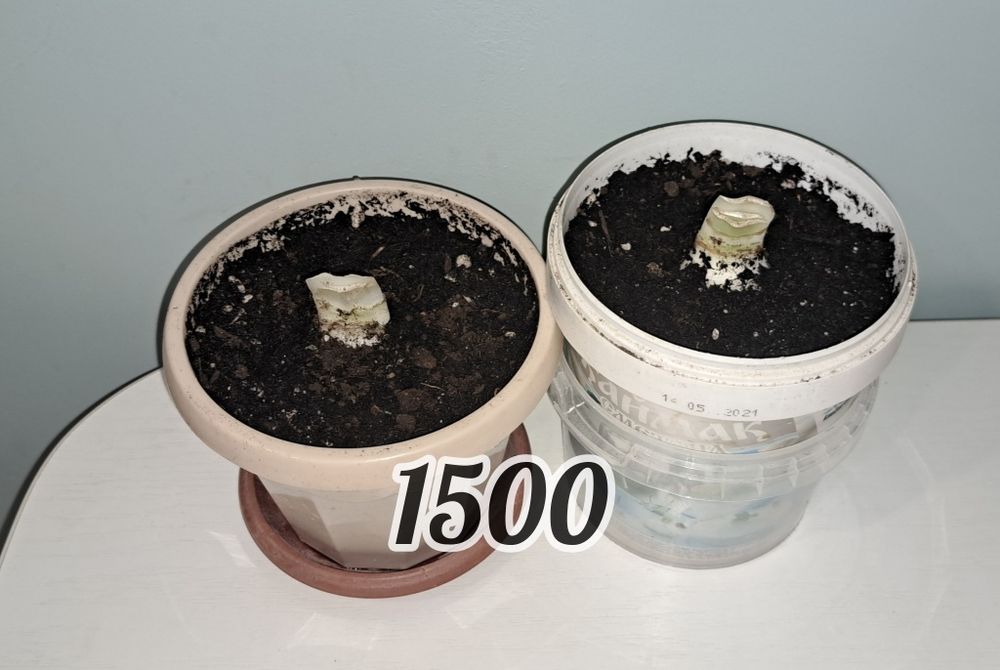 Продаются Амарилисы