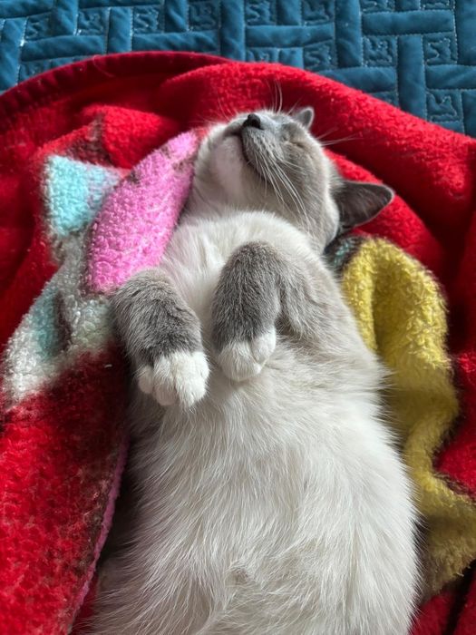 Котенок мальчик 4 месяца.