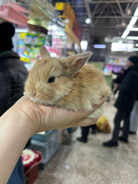 Кролики декоративные