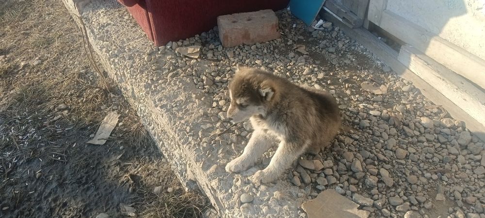 Отдам щенков бесплатно