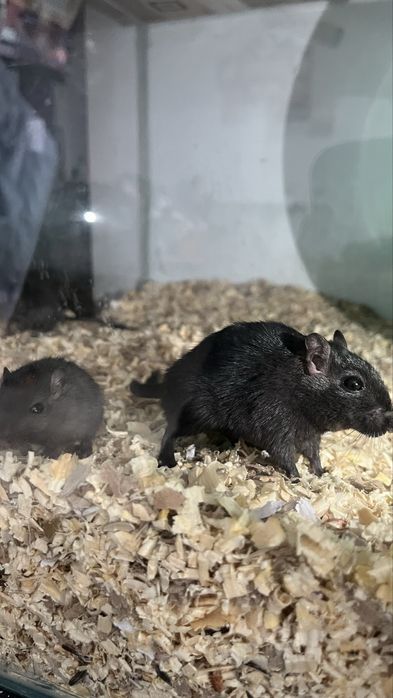 Donez Pui de Gerbil + Adulti