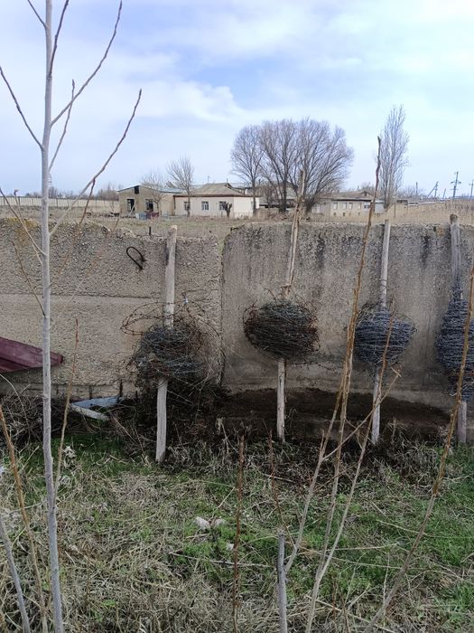 Колючки сым темір, Ағаш, пластмас труба