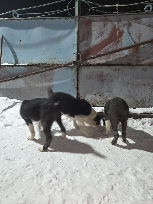 Щенки Алабая хорошые